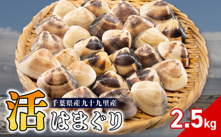 活 はまぐり 約2.5kg (40-60gサイズ) はまぐり 蛤