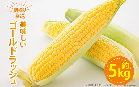 ゴールドラッシュ 約5kg [ラハマン農園 山梨県 中央市 21470839] トウモロコシ とうもろこし やさい  期間限定 季節限定 数量限定 産地直送 【2026年6月上旬～6月下旬発送予定】
