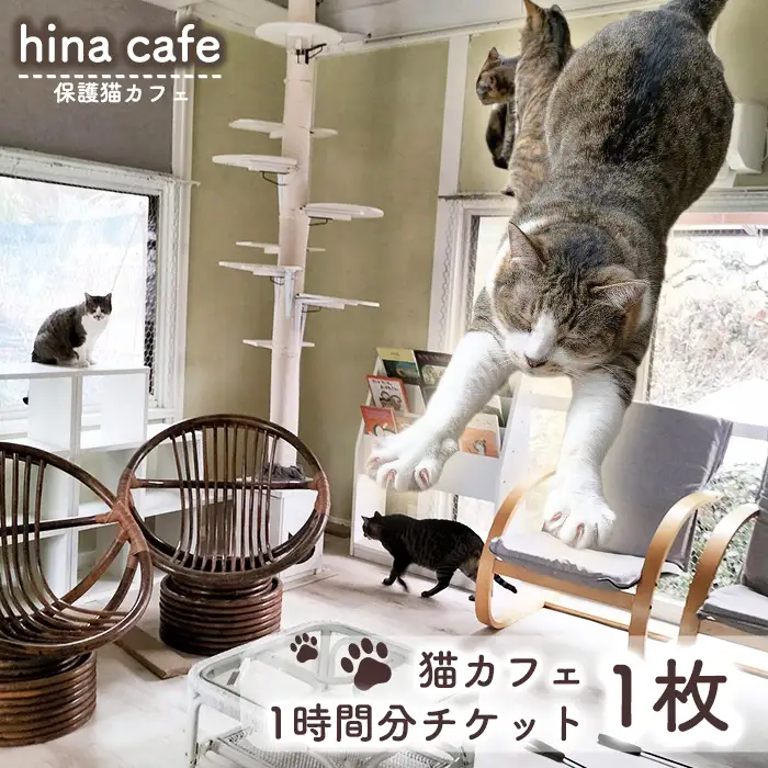 猫ルーム1時間利用チケット1枚 ／ hinacafe 猫カフェ 保護猫 遊び 触れ合い 写真撮影 まったり 癒し 山口県 No.200