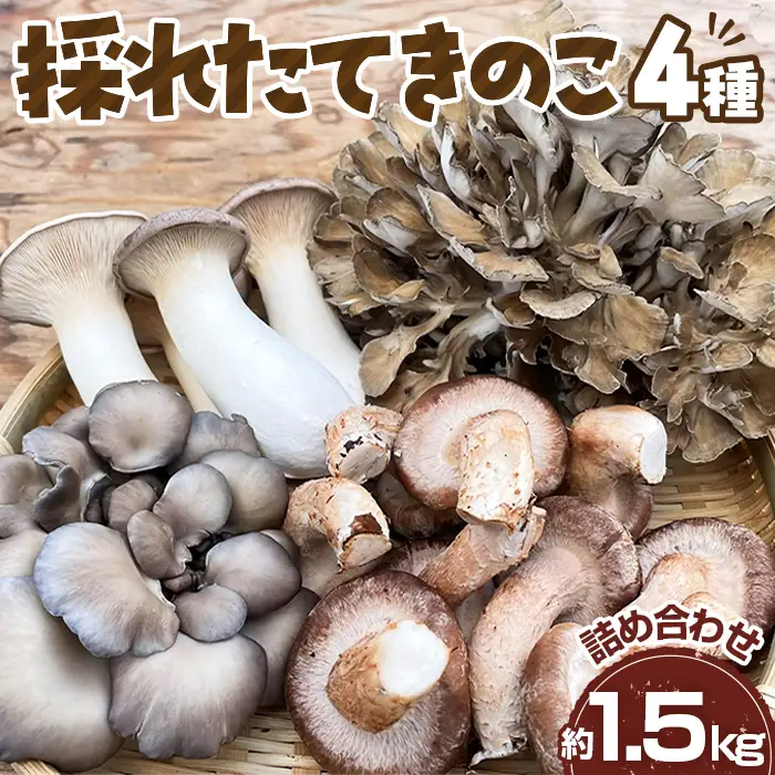 採れたてきのこ4種詰め合わせセット　約1.5kg ／ キノコ 茸 新鮮 もぎたて 産地直送 農薬不使用 中華料理 天ぷら 鍋物 BBQ 菌床しいたけ エリンギ まいたけ ひらたけ 山口県 特産品 No.208