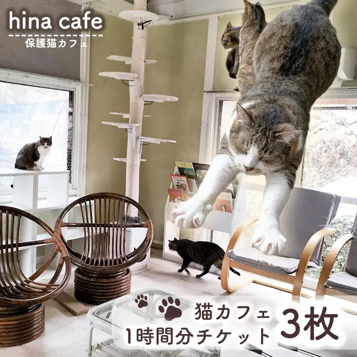 猫ルーム1時間利用チケット3枚 ／ hinacafe 猫カフェ 保護猫 遊び 触れ合い 写真撮影 まったり 癒し 山口県 No.203