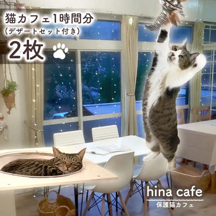 デザートセットチケット2枚 ／ hinacafe 猫カフェ スイーツ ドリンク 保護猫 遊び 触れ合い 写真撮影 まったり 癒し 山口県 No.204
