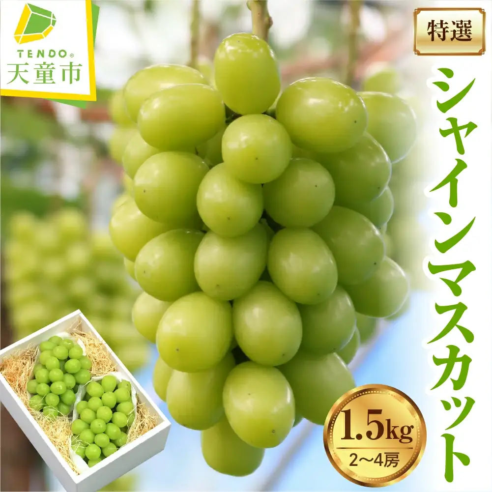 ぶどう ( 特選 シャインマスカット ) 約 1.5kg フルーツ 果物 山形 08-03-022