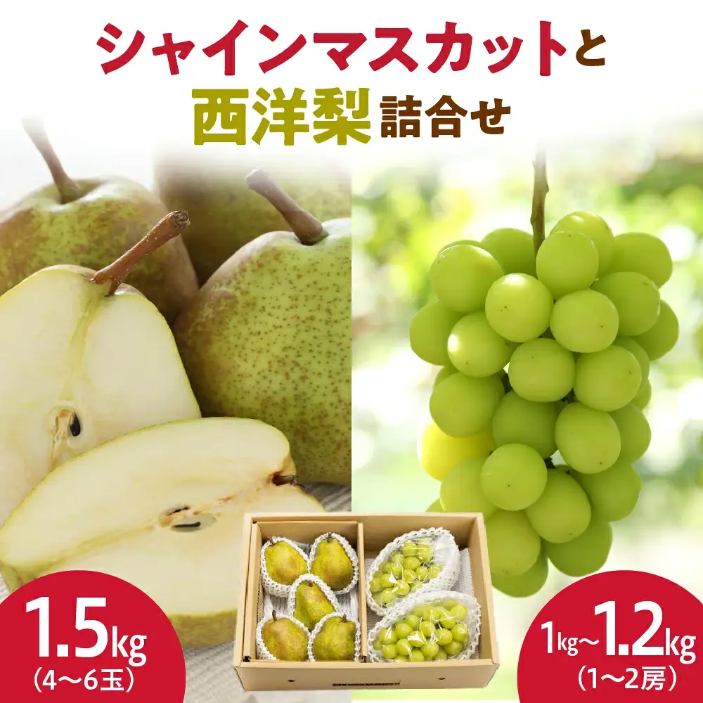 シャインマスカット と 西洋梨 詰合せ 約 2.5kg フルーツ 果物 山形