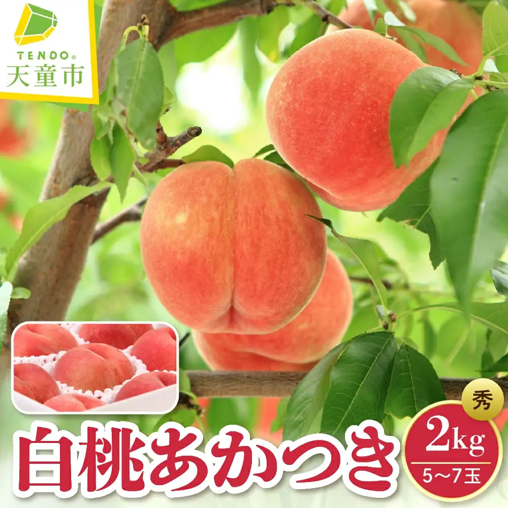もも ( あかつき ) 2kg フルーツ 果物 山形