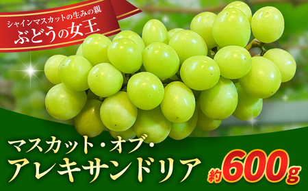 【先行予約】岡山県産 ぶどう マスカット・オブ・アレキサンドリア 600g 株式会社 はちや《8月下旬-9月下旬頃出荷》【配送不可地域あり】
