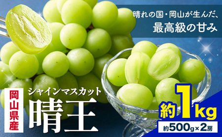 【2026年発送】  シャインマスカット 晴王  1kg  株式会社はちや シャインマスカット