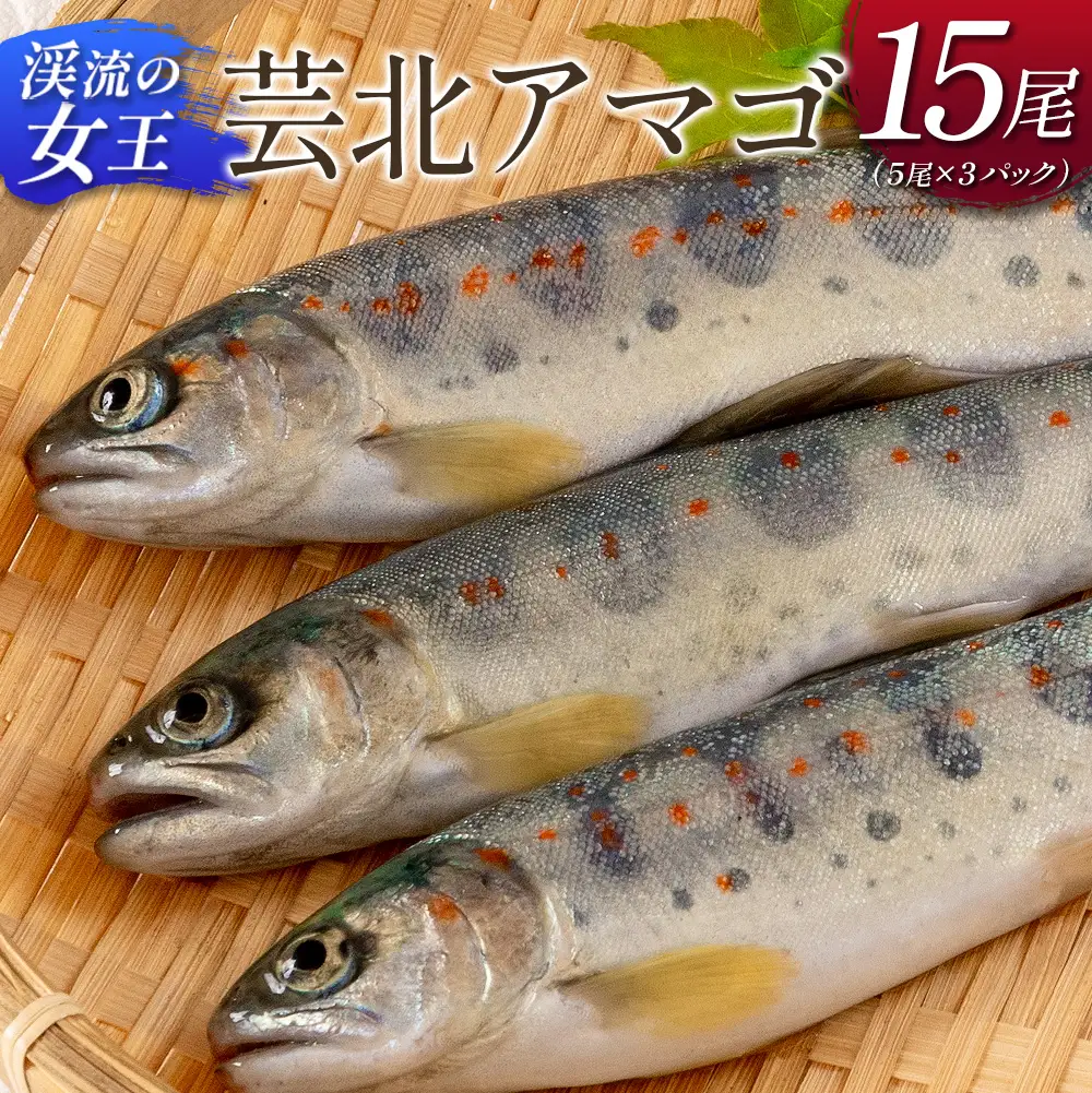 「渓流の女王」芸北アマゴ　15尾_OG065_018