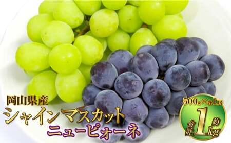 岡山県産 シャインマスカット「晴王」とニューピオーネ 2Lサイズ 計約1kg 【2026年8月下旬～9月下旬迄発送予定】  くだもの フルーツ 詰め合わせ ぶどう