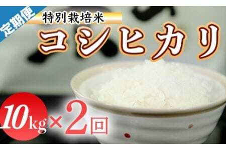 令和7年産（精白米）特別栽培米こしひかり10kg×2袋