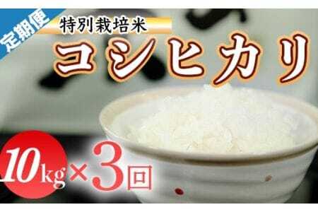 令和7年産（精白米）特別栽培米こしひかり10kg×3袋