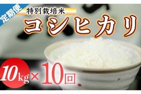 令和7年産（精白米）特別栽培米こしひかり10kg×10袋