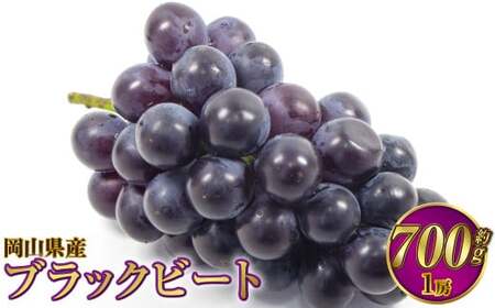 岡山県産 ブラックビート 約700g（1房）【2026年8月上旬～9月上旬発送予定】 ぶどう ブドウ 葡萄
