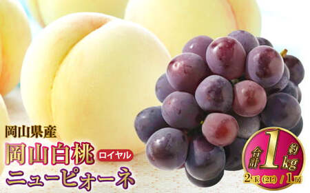 岡山県産 岡山白桃 ロイヤル 2Lサイズ 約250g×2玉・ニューピオーネ 約500g×1房 詰合せ 【2026年7月上旬～8月下旬発送予定】 白桃 桃 もも モモ ピオーネ ぶどう 葡萄 ブドウ セット