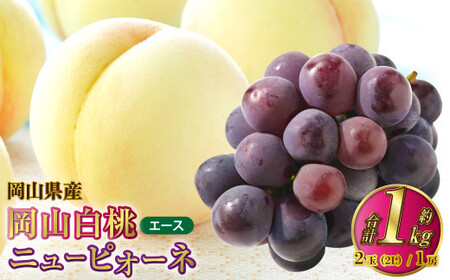 岡山県産 岡山白桃 エース 2Lサイズ 約250g×2玉・ニューピオーネ 約500g×1房 詰合せ 【2026年7月上旬～8月下旬発送予定】 白桃 桃 もも モモ ピオーネ ぶどう 葡萄 ブドウ セット