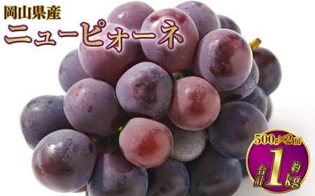 岡山県産 ニューピオーネ 約1kg（約500g×2房）  【2026年6月下旬～7月下旬発送予定】 ピオーネ ぶどう 葡萄 ブドウ 種なし