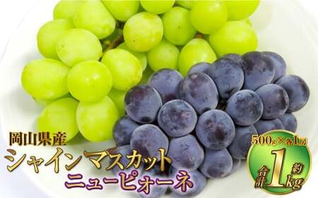 岡山県産 シャインマスカット 晴王・ニューピオーネ 2Lサイズ 計約1kg 詰合せ 【2026年6月下旬～7月下旬発送予定】 各1房 マスカット ピオーネ ぶどう 葡萄 ブドウ 種なし セット