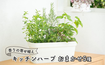 ハーブ キッチンハーブ 5種 フレッシュハーブ 香りの寄せ植え 植物 ガーデニング ガーデン インテリア 