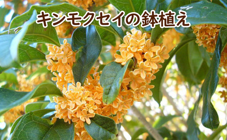 苗木 キンモクセイ 鉢植え 白プラ鉢 植物 ガーデン インテリア ※配送不可:北海道、沖縄、離島 