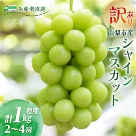 【2026年発送】訳あり!生産者直送シャインマスカット 計1kg【味には妥協なし!】【配送不可地域：離島】【1681114】
