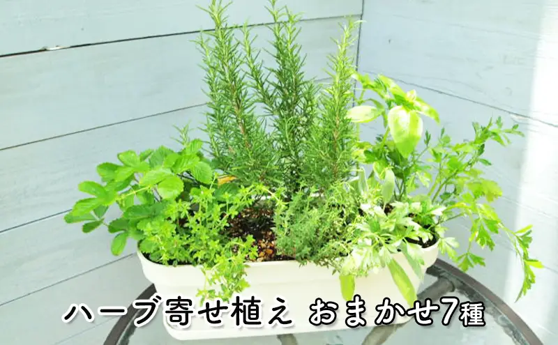 ハーブ 7種 フレッシュハーブ 香りの寄せ植え 白鉢 受皿付き 植物 ガーデン インテリア 