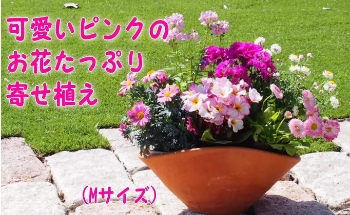 可愛いピンクのお花たっぷりの寄せ植え（舟形Mサイズ）1個 植物 