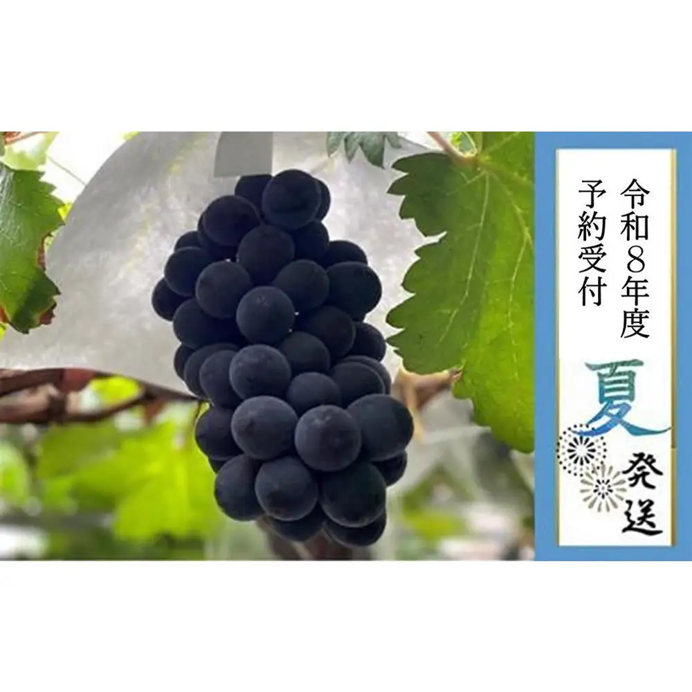 ＜2026年 先行予約8月中旬発送＞【貝塚市産】特選ブラックビート1房入り 700g以上