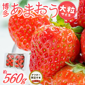 福岡県産あまおういちご　約280g以上×2パック（大粒）【3月～4月発送】 _ いちご あまおう 大粒 2パック 宇佐川農園 果物 フルーツ みずみずしい ジューシー 甘味 酸味 濃厚 ストロベリー パフェ ショートケーキ パンケーキ スムージー サンドイッチ ジャム 福岡県産 久留米市 お取り寄せ 送料無料  〔Fi077-01〕