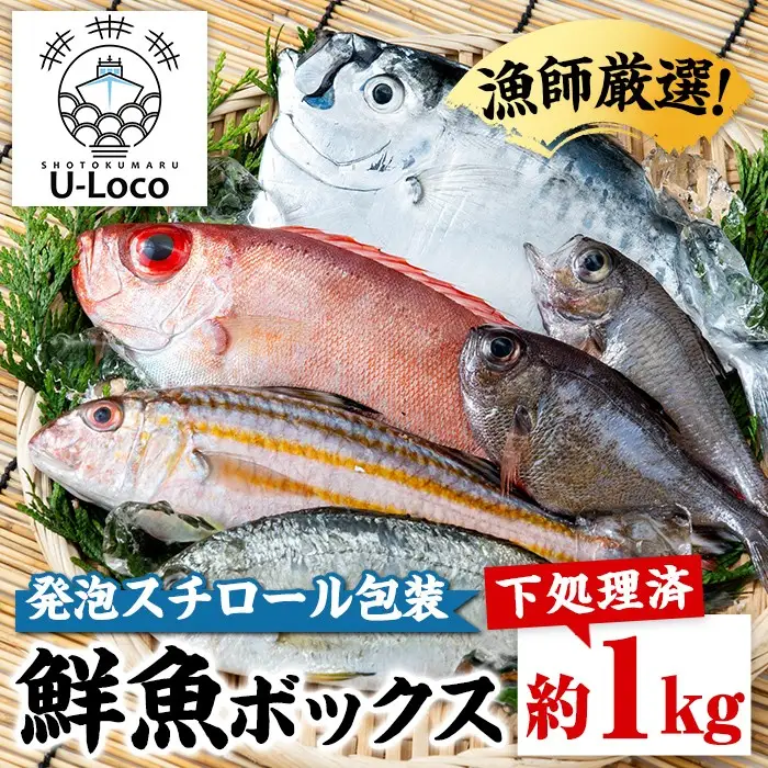 【P78002】ロコフィッシュ 地魚 下処理済 鮮魚 ボックス 約1kg 発泡スチロール包装 鮮魚BOX 【昌徳丸】