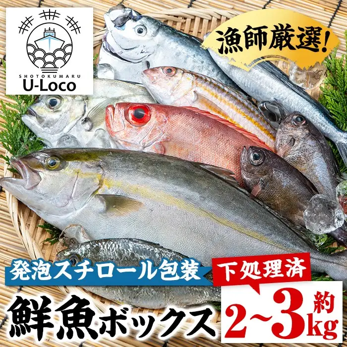 【A78005】ロコフィッシュ 地魚 下処理済 鮮魚 ボックス 約2～3kg 発泡スチロール包装 鮮魚BOX 【昌徳丸】