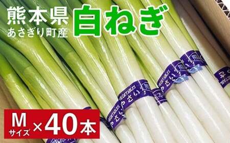 熊本県あさぎり町産　白ねぎ「球磨美人」Mサイズ×40本　お届け時期：2026年8月下旬より順次発送　【白葱／白ネギ／長ねぎ／長葱／長ネギ】