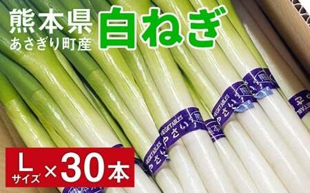 熊本県あさぎり町産　白ねぎ「球磨美人」Lサイズ×30本　お届け時期：2026年8月下旬より順次発送　【白葱／白ネギ／長ねぎ／長葱／長ネギ】