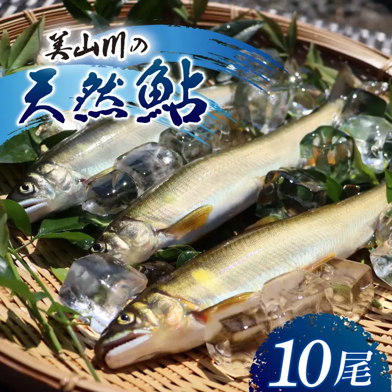 美山川の天然鮎 10尾 冷凍【 鮎 】