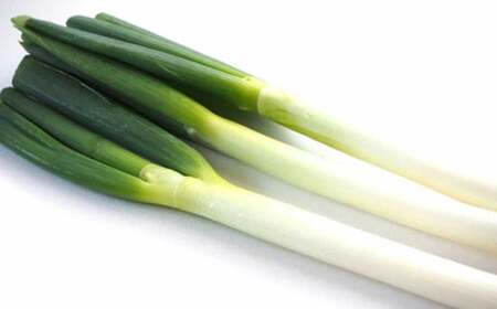 先行予約 球磨美人 井上さんちの 白ネギ 2L × 20本 野菜 ねぎ ネギ 葱 白ねぎ 白葱 【2026年8月下旬～9月下旬迄発送予定】