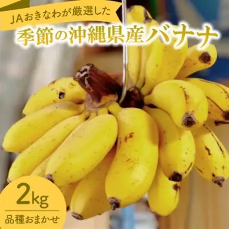 JAおきなわが厳選した季節の沖縄県産バナナ 2kg(旬の品種おまかせ)【1687539】