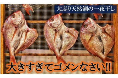大きな天然鯛の一夜干し/3尾で1.2kg以上 _1061R