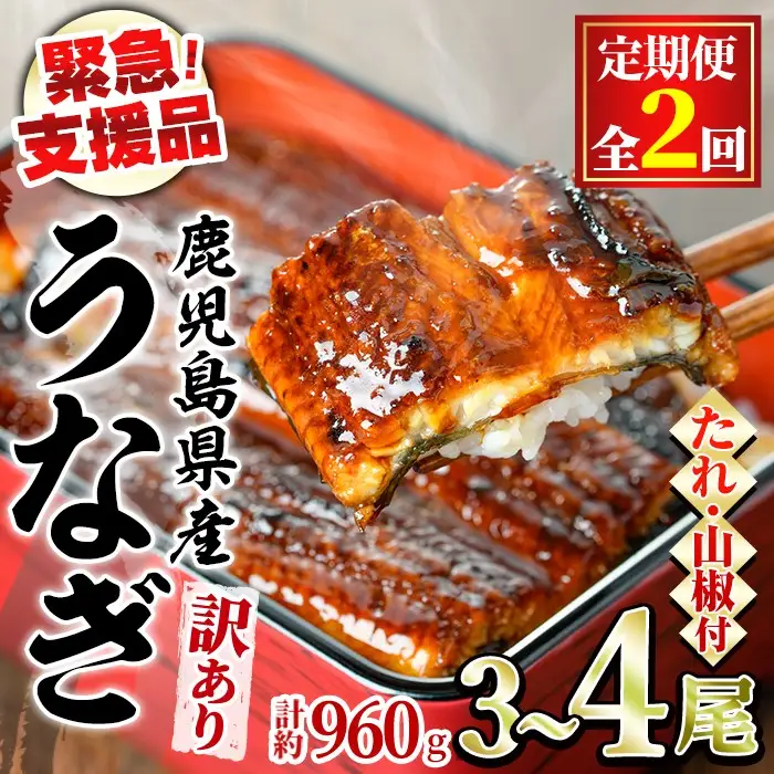 【0254308b】＜定期便・全2回＞【緊急支援品】＜訳あり＞鰻の蒲焼き(無頭)(3～4尾×2回・計約960g・タレ、山椒付) うなぎ ウナギ 鰻 国産 蒲焼 蒲焼き たれ 鹿児島 ふるさと 人気 支援 【アクアおおすみ】