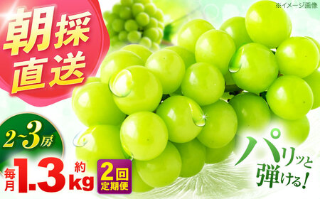 【2回定期便】※【2026年9月より順次発送／先行予約】シャインマスカット 約1.3kg(2房から3房) 家庭用 / フルーツ フルーツ定期便 果物 果物定期便 ぶどう マスカット しゃいんますかっと / 諫早市 / 肥前グローカル株式会社[AHDI011]