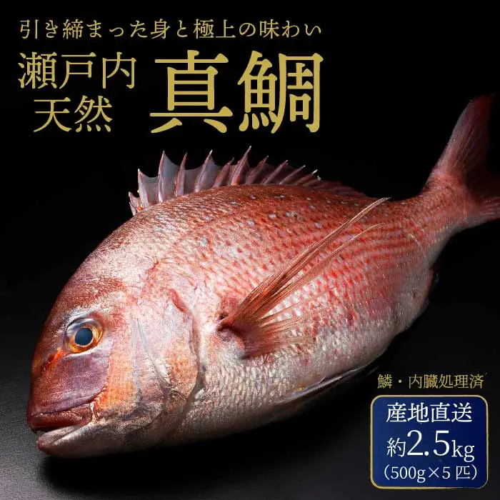 瀬戸内産 天然鯛 約2.5kg（500g×5匹/鱗・内臓処理） 鯛 天然鯛 真鯛 天然 鮮魚 下処理済 瀬戸内 広島県 三原市 154006