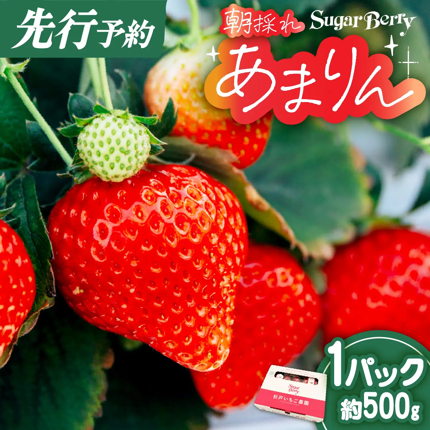 あまりん プレミアムいちご 約500g 先行予約 | あまりん SugarBerry 埼玉県 杉戸町