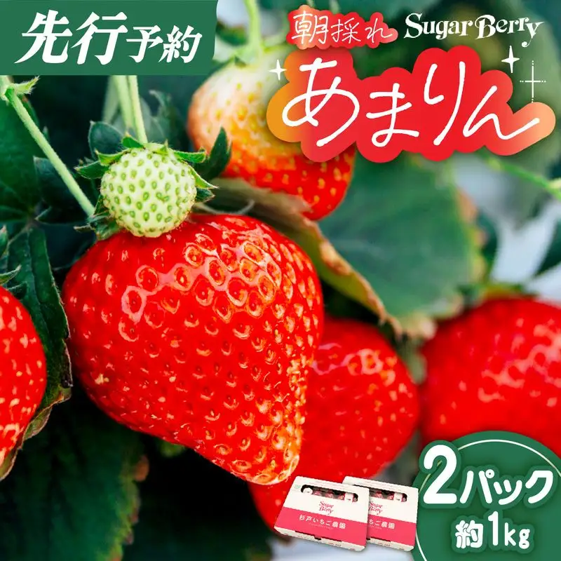 あまりん プレミアムいちご 約1kg 先行予約 | あまりん SugarBerry 埼玉県 杉戸町