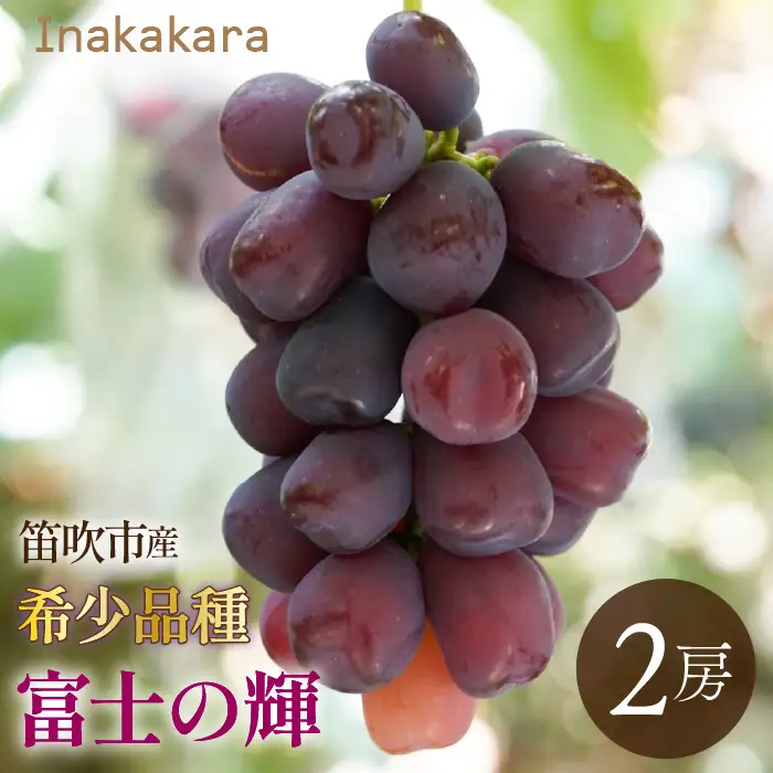 【2026年発送★先行予約】　Inakakara 希少品種「富士の輝」2房(約1.1kg～1.3kg) 192-025