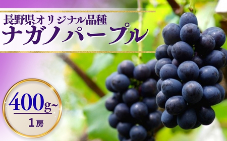 【2026年先行予約】ナガノパープル  400g以上(1房) ｜ ぶどう ぶどう