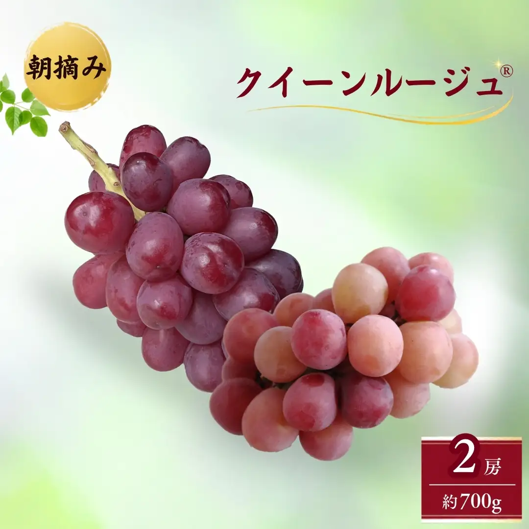 【2026年先行予約】クイーンルージュ® 朝摘み  約700g （2房）｜ぶどう ぶどう