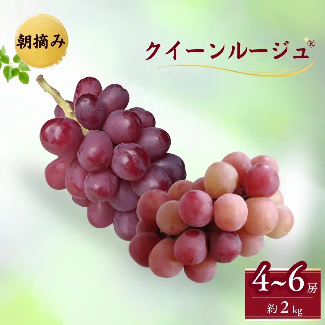 【2026年先行予約】クイーンルージュ® 朝摘み  約2kg （4~6房）｜ぶどう ぶどう