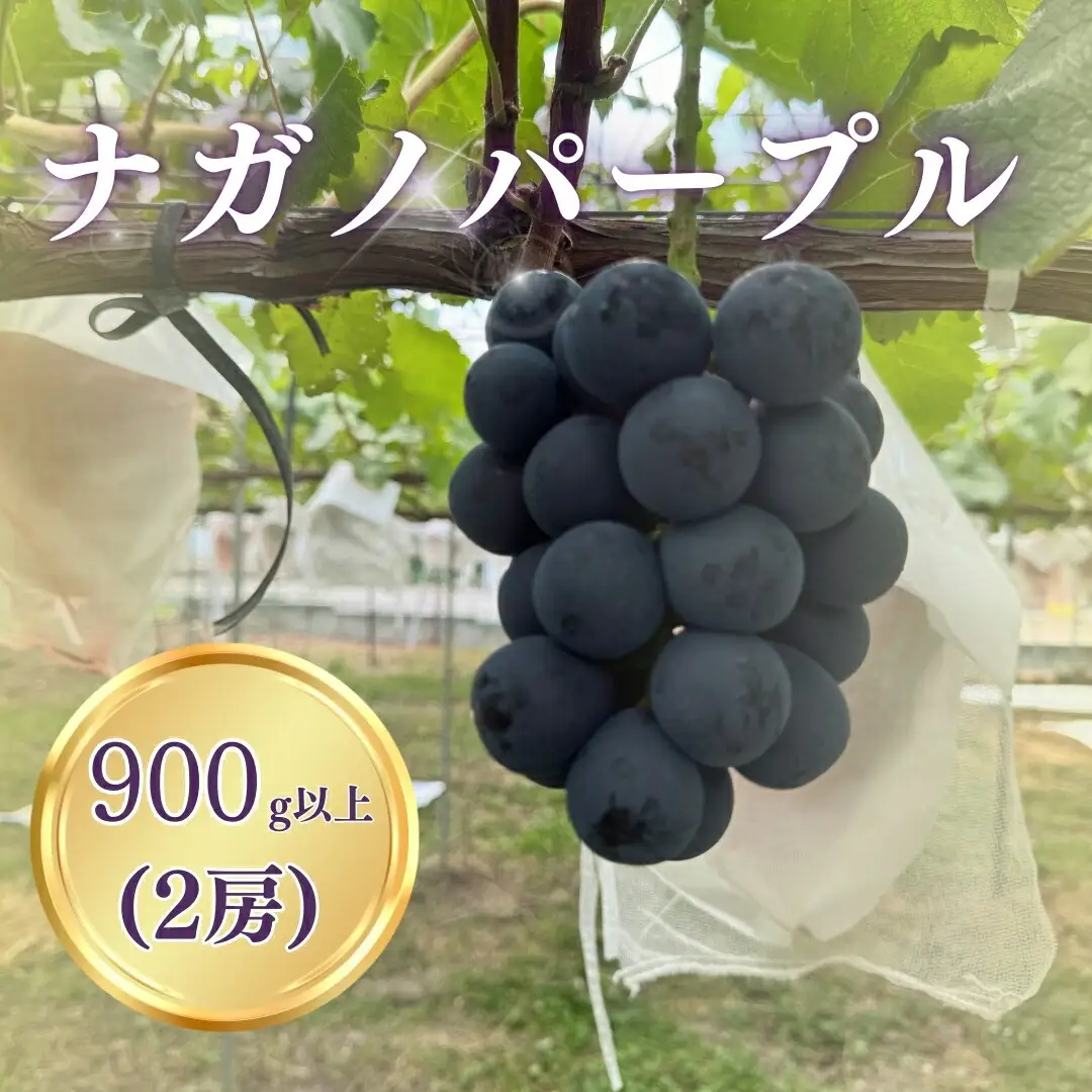 【2026年先行予約】ナガノパープル 900g以上（2房）｜ぶどう ぶどう