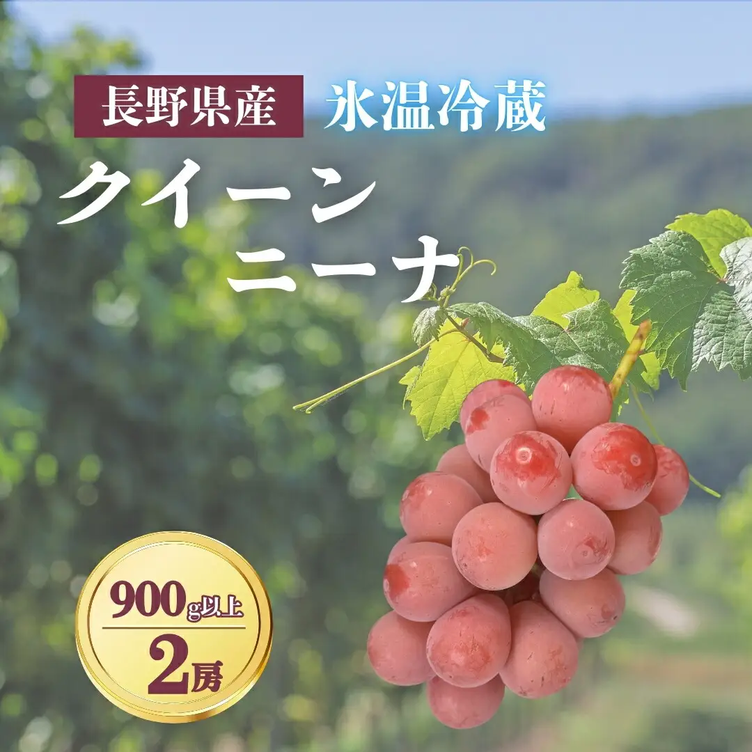 【2026年先行予約】氷温保存クイーンニーナ 900g以上（2房）｜クイーンルージュR 
