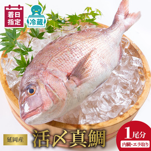 【冷蔵】延岡産活〆鮮魚職人技の脱血鮮魚真鯛１尾分（内臓エラ取り）【最短10日後以降発送可】真鯛 魚介 チルド冷蔵 旬 国産 宮崎県延岡市 送料無料 請関水産 N019-YA758