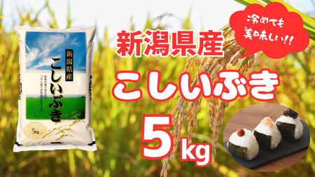 【令和7年産】新潟産 こしいぶき 5kg 白米 精米 米 こめ コメ 1N16014
