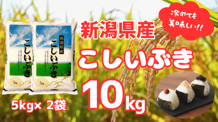 【令和7年産】新潟産 こしいぶき 10kg（5kg×2袋） 白米 精米 米 こめ コメ 1N17027